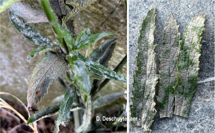 Golovinomyces orontii